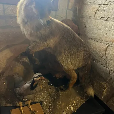 семеен звезда Sudievo